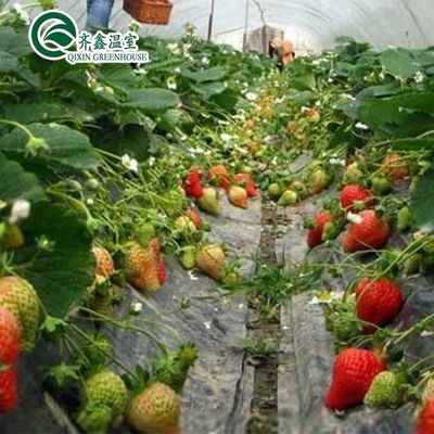 Φωτογραφικό κάλυμμα Διπλό στρώμα υδροπονικών συστημάτων καλλιέργειας για θερμοκήπια