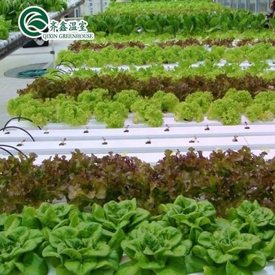 Προσαρμοσμένο θερμοκήπιο λαχανικών με γυαλί για την ανάπτυξη εστιατορίων