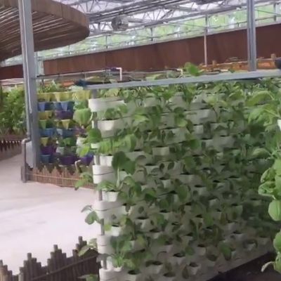 Εμπορικό σύστημα ενυδρείων Aquaponic Προσυσκευασμένα θερμοκήπια PO για λαχανικά