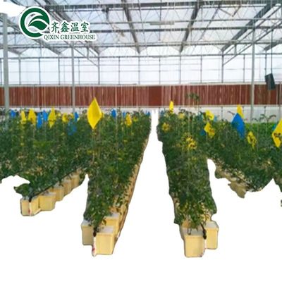 Εμπορικό σύστημα ενυδρείων Aquaponic Προσυσκευασμένα θερμοκήπια PO για λαχανικά
