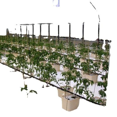 Εμπορικό σύστημα ενυδρείων Aquaponic Προσυσκευασμένα θερμοκήπια PO για λαχανικά