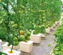Μεγάλη υδροπονική αντλία για τη μέγιστη ανάπτυξη των λαχανικών φρούτων και λουλουδιών