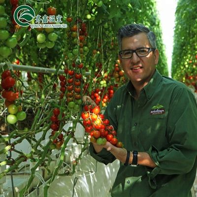Μεγάλη υδροπονική αντλία για τη μέγιστη ανάπτυξη των λαχανικών φρούτων και λουλουδιών